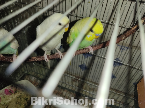 Budgerigar birds